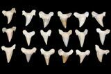 Lot - to Fossil Shark Teeth (Restored Roots) - Pieces #140816-1